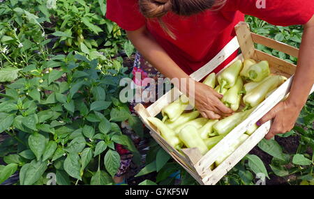 La cueillette de légumes poivrons mûrs Banque D'Images