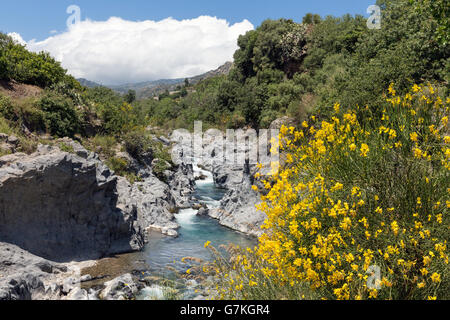 Gorges de l'Alcantara avec balai à fleurs jaunes en fleurs la Sicile, Italie Banque D'Images