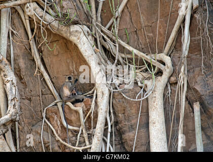 L'image d'animaux singe Semnopithèque Entelle ( ) a été prise dans le parc national de Ranthambore, en Inde Banque D'Images