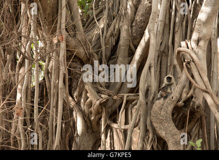 L'image d'animaux singe Semnopithèque Entelle ( ) a été prise dans le parc national de Ranthambore, en Inde Banque D'Images