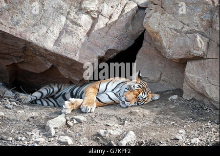 L'image du tigre (Panthera tigris) Noor ou T39 a été prise à Ranthambore, Inde Banque D'Images