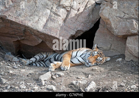 L'image du tigre (Panthera tigris) Noor ou T39 a été prise à Ranthambore, Inde Banque D'Images