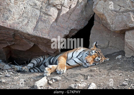 L'image du tigre (Panthera tigris) Noor ou T39 a été prise à Ranthambore, Inde Banque D'Images