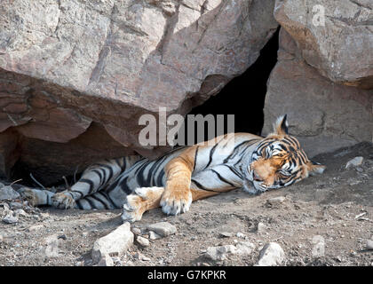 L'image du tigre (Panthera tigris) Noor ou T39 a été prise à Ranthambore, Inde Banque D'Images