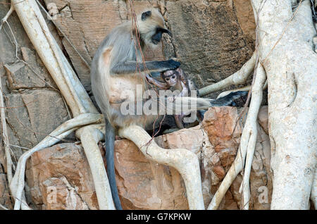 L'image d'animaux singe Semnopithèque Entelle ( WA ) prises dans le parc national de Ranthambore, en Inde Banque D'Images