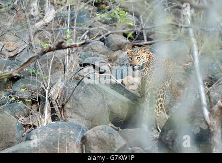 L'image de Leopard (Panthera pardus) a été prise à Ranthambore, Inde Banque D'Images