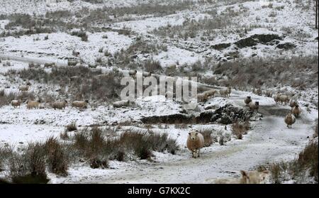 Moutons dans la neige dans les Glens d'Antrim, comme une alerte météo orange est annoncée en Irlande du Nord. Banque D'Images