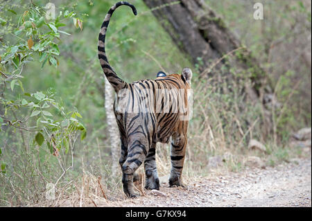 L'image du tigre (Panthera tigris) Pacman ou T85 a été prise à Ranthambore, Inde Banque D'Images