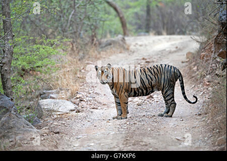 L'image du tigre (Panthera tigris) Pacman ou T85 a été prise à Ranthambore, Inde Banque D'Images