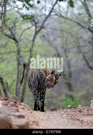 L'image du tigre (Panthera tigris) Pacman ou T85 a été prise à Ranthambore, Inde Banque D'Images