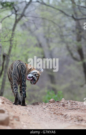 L'image du tigre (Panthera tigris) Pacman ou T85 a été prise à Ranthambore, Inde Banque D'Images