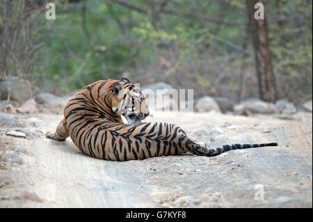 L'image du tigre (Panthera tigris) Pacman ou T85 a été prise à Ranthambore, Inde Banque D'Images