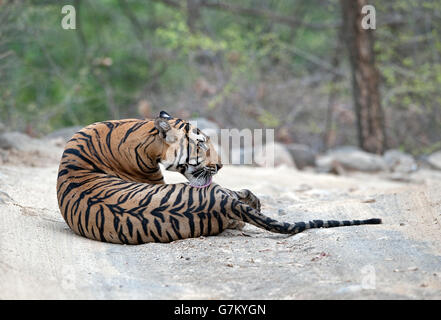 L'image du tigre (Panthera tigris) Pacman ou T85 a été prise à Ranthambore, Inde Banque D'Images