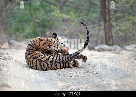 L'image du tigre (Panthera tigris) Pacman ou T85 a été prise à Ranthambore, Inde Banque D'Images