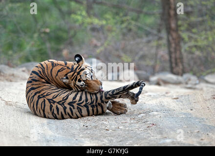 L'image du tigre (Panthera tigris) Pacman ou T85 a été prise à Ranthambore, Inde Banque D'Images