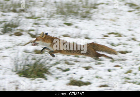 Un renard enfuit les huards. Des milliers de personnes se sont avéré regarder ou participer à ce qui pourrait être la dernière chasse de l'après-Noël, avec le sport qui doit être interdit en février. Banque D'Images