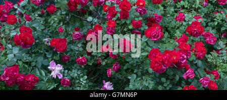 Les roses roses. Banque D'Images