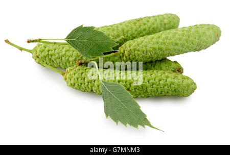 Les bourgeons de bouleau vert isolé sur le fond blanc. Banque D'Images