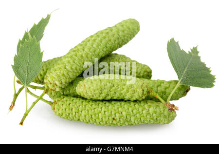 Les bourgeons de bouleau vert isolé sur le fond blanc. Banque D'Images