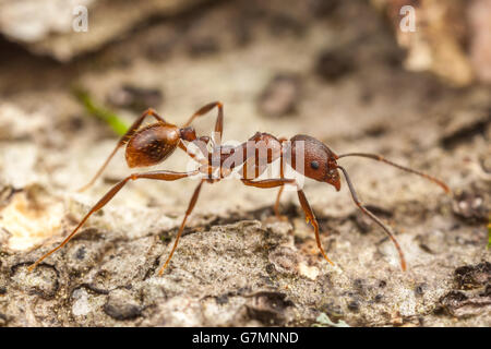 Une guêpe fourmi Aphaenogaster fulva (travailleur) explore la surface d'un arbre mort tombé. Banque D'Images