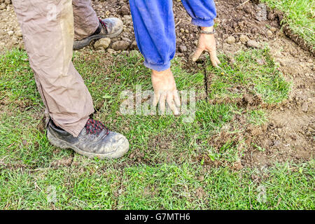 L'homme est le déroulant portant pour sod nouveau jardin pelouse à une construction résidentielle site. Banque D'Images