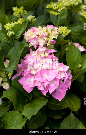 Hydrangea macrophylla 'Schone Bautznerin'. Banque D'Images