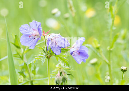 Libre d'une prairie géranium Geranium pratense, genêts en fleurs, avec des fleurs bleu dans un pré. Banque D'Images