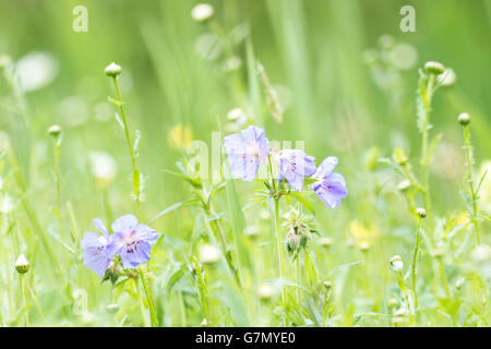 Libre d'une prairie géranium Geranium pratense, genêts en fleurs, avec des fleurs bleu dans un pré. Banque D'Images