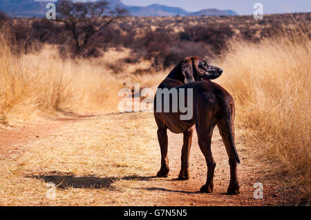 Chien dans un chemin de terre dans une prairie en Namibie Banque D'Images