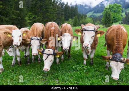 Les jeunes Simmentaler Fleckvieh bovins (Bos taurus) avec des guides pour corne corne nice et anneaux de nez pour arrêter le sevrage. Banque D'Images