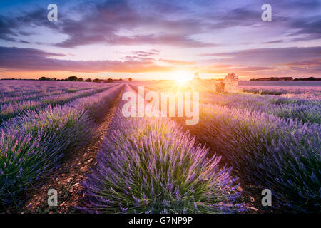 Champ de lavande en Provence, près de Sault, France Banque D'Images