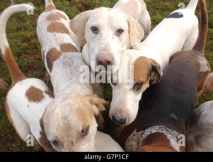 Tenants de la chasse au phoque ont perdu la bataille de la Haute Cour d'annuler l'interdiction de la chasse avec des chiens Banque D'Images