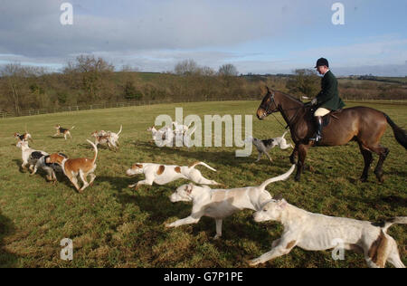 Tenants de la chasse au phoque ont perdu la bataille de la Haute Cour d'annuler l'interdiction de la chasse avec des chiens Banque D'Images