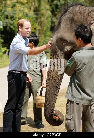 Le duc de Cambridge nourrit des carottes à Ran Ran, une femelle de 13 ans éléphant dans le sanctuaire de Xishuangbanna, dans le sud de la Chine. Banque D'Images