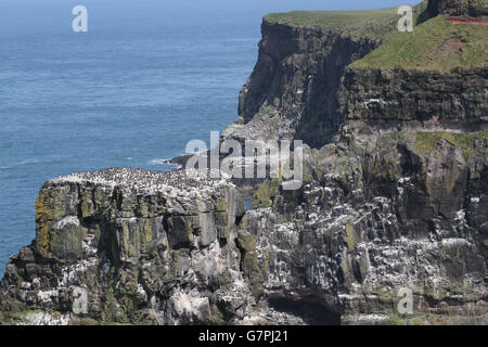 Les guillemots et d'autres oiseaux de mer nichant à la RSPB Rathlin Phare Ouest Centre d'oiseaux de mer sur l'île de Rathlin, comté d'Antrim, en Irlande du Nord. Banque D'Images