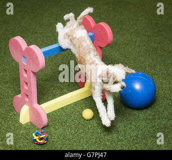 Rosie The cavalier Poodle Cross, ou Cavapoo, jouant sur une aire de jeu en gazon artificiel hygiénique à Bellslea Hills PET Hotel and Spa. Banque D'Images