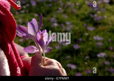 Sophie Rhodes, 2 ans, de Cambridge, tient un crocus alors qu'elle apprécie le soleil du début de février comme les premiers signes de printemps apparaissent dans les jardins de collège sur les rives de la Cam à Cambridge. Banque D'Images