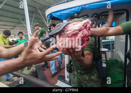 Saisie de la chasse et de la pêche illégale par la police de l'environnement de l'Etat Amazonas à Manaus, Brésil - ville du nord de l'Amazonie tête lamantin Trichechus inunguis ( ) - la liste rouge de l'UICN classe le lamantin d'Amazonie comme vulnérables - les déclins de population sont surtout le résultat de la chasse, ainsi que la mortalité des veaux, le changement climatique et la perte d'habitat. Banque D'Images