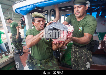 Saisie de la chasse et de la pêche illégale par la police de l'environnement de l'Etat Amazonas à Manaus, Brésil - ville du nord de l'Amazonie tête lamantin Trichechus inunguis ( ) - la liste rouge de l'UICN classe le lamantin d'Amazonie comme vulnérables - les déclins de population sont surtout le résultat de la chasse, ainsi que la mortalité des veaux, le changement climatique et la perte d'habitat. Banque D'Images