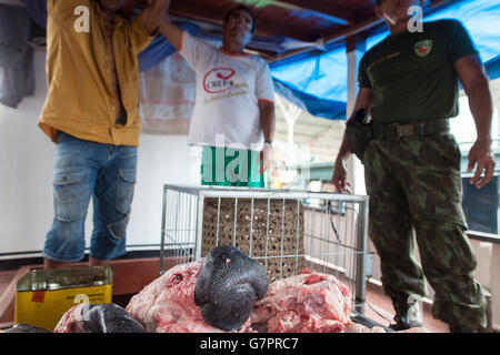 Saisie de la chasse et de la pêche illégale par la police de l'environnement de l'Etat Amazonas à Manaus, Brésil - ville du nord de l'Amazonie tête lamantin Trichechus inunguis ( ) entre les bandes de filet de poisson pirarucu. Le pirarucu, également connu sous le nom de l'arapaima ou paiche Arapaima gigas ( ) est un poisson d'eau douce tropicaux d'Amérique du Sud, c'est un fossile vivant et l'un des plus grands poissons d'eau douce dans le monde. La liste rouge de l'UICN classe le lamantin d'Amazonie comme vulnérable. Les déclins de population sont surtout le résultat de la chasse, ainsi que la mortalité des veaux, le changement climatique et la perte d'habitat. Banque D'Images