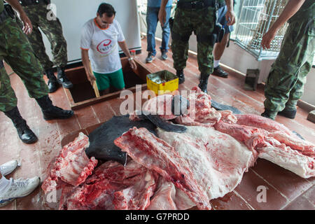 Saisie de la chasse et de la pêche illégale par la police de l'environnement de l'Etat Amazonas à Manaus, Brésil - ville du nord de l'Amazonie tête lamantin Trichechus inunguis ( ) entre les bandes de filet de poisson pirarucu. Le pirarucu, également connu sous le nom de l'arapaima ou paiche Arapaima gigas ( ) est un poisson d'eau douce tropicaux d'Amérique du Sud, c'est un fossile vivant et l'un des plus grands poissons d'eau douce dans le monde. La liste rouge de l'UICN classe le lamantin d'Amazonie comme vulnérable. Les déclins de population sont surtout le résultat de la chasse, ainsi que la mortalité des veaux, le changement climatique et la perte d'habitat. Banque D'Images