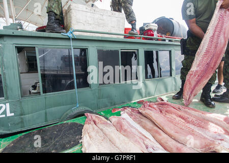 Saisie de la pêche illégale de l'état d'Amazonas Police de l'environnement dans la ville de Manaus, Brésil nord - Filet de poisson pirarucu bandes - le pirarucu, également connu sous le nom de l'arapaima ou paiche Arapaima gigas ( ) est un poisson d'eau douce tropicaux d'Amérique du Sud, c'est un fossile vivant et l'un des plus grands poissons d'eau douce dans le monde. Banque D'Images