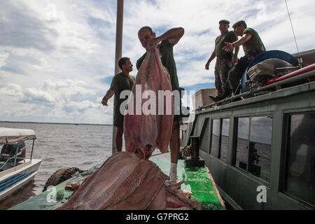 Saisie de la pêche illégale de l'état d'Amazonas Police de l'environnement dans la ville de Manaus, Brésil nord - Filet de poisson pirarucu bandes - le pirarucu, également connu sous le nom de l'arapaima ou paiche Arapaima gigas ( ) est un poisson d'eau douce tropicaux d'Amérique du Sud, c'est un fossile vivant et l'un des plus grands poissons d'eau douce dans le monde. Banque D'Images