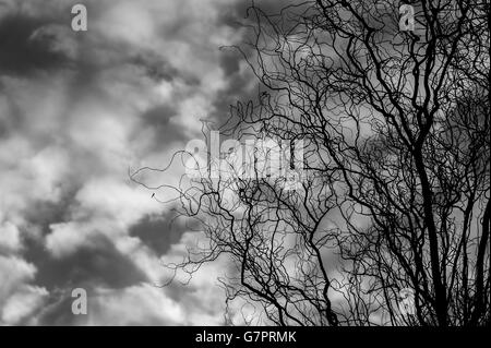 Altocumulus avec les branches d'arbre en silhouette Banque D'Images