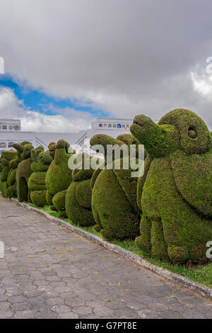 L'attraction principale à Tulcan, Equateur, Amérique du Sud est le cimetière où jardin topiaire dispose de différents types d'arbres Banque D'Images