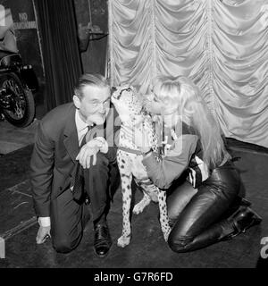 Le marquis de Bath est vu de plus en plus sur des conditions de course avec Ginni, un Cheetah de 27 mois.Il est photographié avec la guépard et l'australienne Rita Elen lorsqu'il a visité Raymond Revuebar, Brewer Street, Londres.Rita et Ginni apparaissent ensemble dans le spectacle.Le marquis, qui prévoit d'avoir 50 lions sur une réserve de 100 acres à Longleat, sa maison du Wiltshire, a invité Rita et Ginni au rendre visite, ainsi que le baron Van Hecsey, le lutteur hongrois qui forme les cheetahs. Banque D'Images