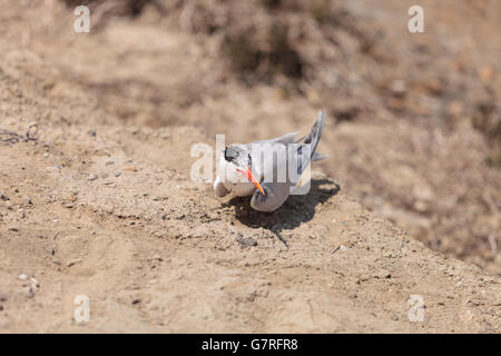 Femelle nidification sterne caspienne Hydroprogne caspia, assis sur un nid dans le sable en Californie du Sud. Banque D'Images