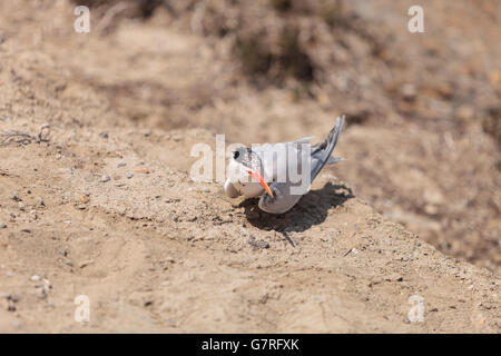 Femelle nidification sterne caspienne Hydroprogne caspia, assis sur un nid dans le sable en Californie du Sud. Banque D'Images