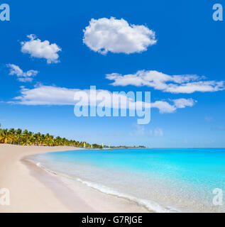 Key West Florida Smathers Beach palm trees in USA Banque D'Images