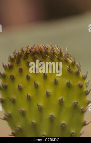 Cactus, Opuntia, pad dans le désert de Sonora, en Arizona sur fond vert. Banque D'Images